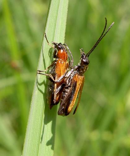 Anogcodes melanurus